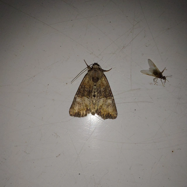 Mesoligia furuncula - kétszínű dudvabagoly