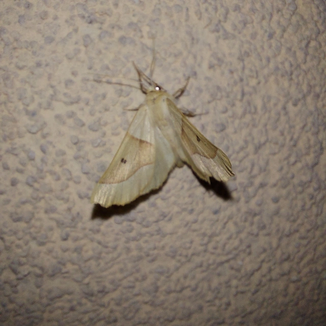 Crocallis elinguaria - sárga sávosaraszoló