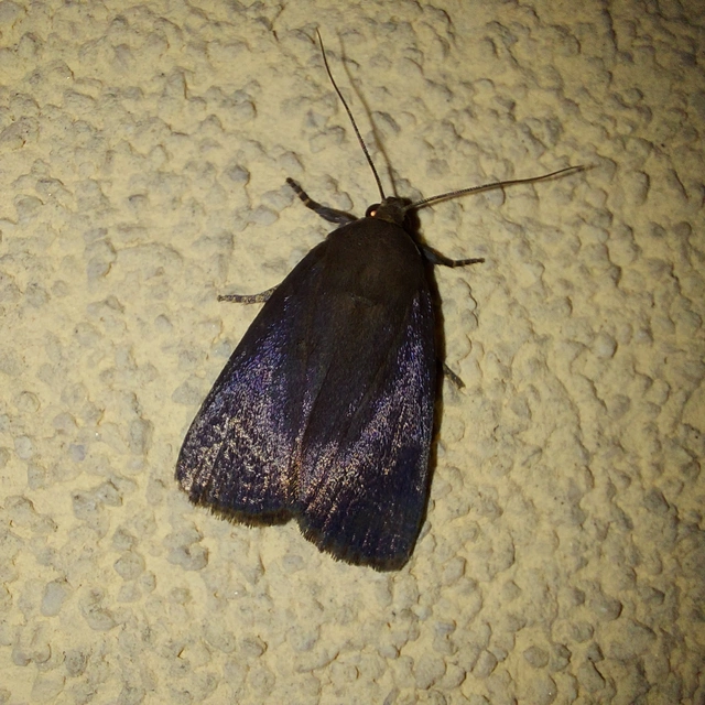Amphipyra livida - zsírfényű bagoly