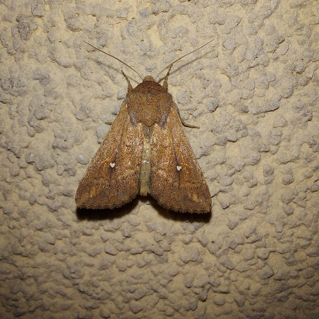 Mythimna albipuncta - fehérpettyes rétibagoly