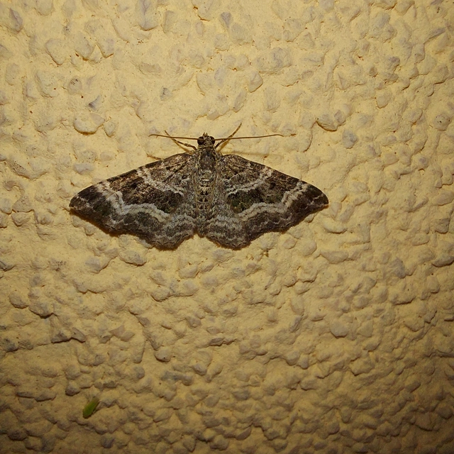 Epirrhoe alternata - galaj-tarkaaraszoló
