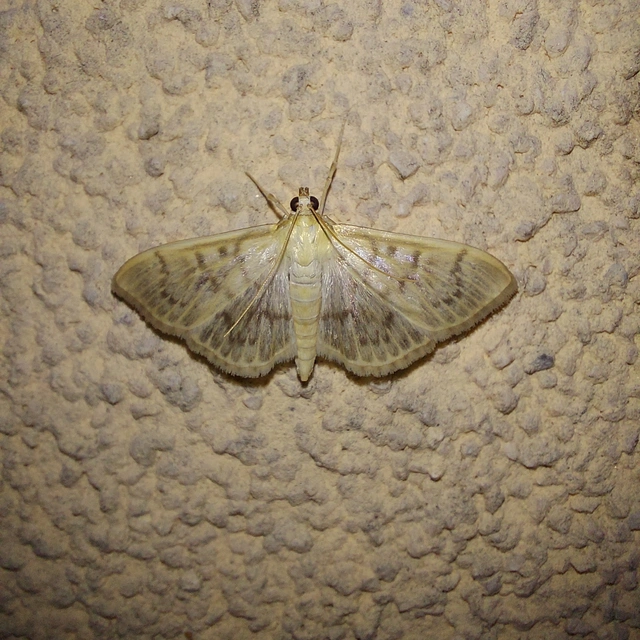 Patania ruralis - csalánevő tűzmoly