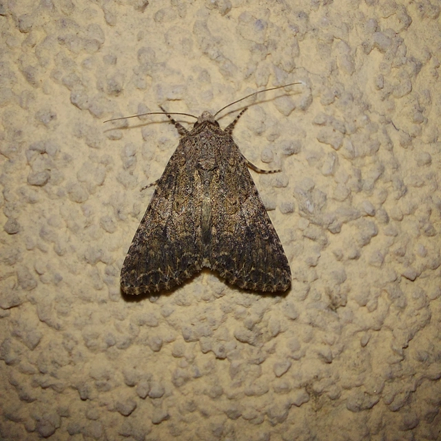 Hadula trifolii - lóherebagoly