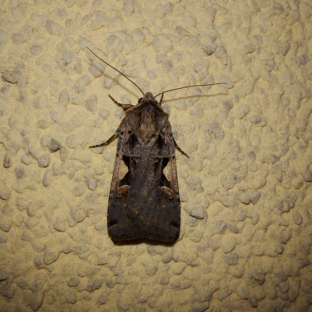 Xestia c-nigrum - c-betűs fűbagoly