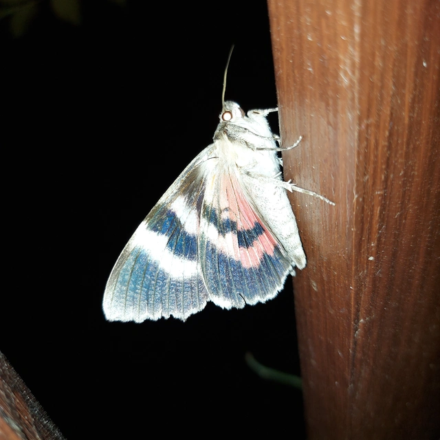 Catocala nupta - piros övesbagoly