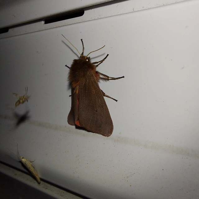 Phragmatobia fuliginosa - füstös medvelepke