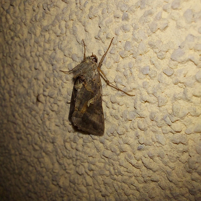 Autographa gamma - gammalepke