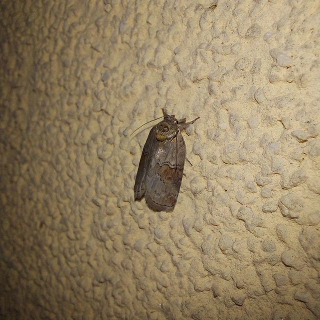 Nycteola asiatica - nyárfa-trapézbagoly