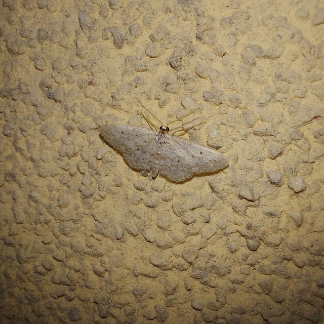 Idaea seriata - szürke apróaraszoló