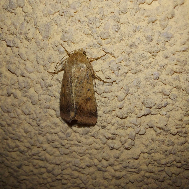 Helicoverpa armigera - kukorica-veteménybagoly