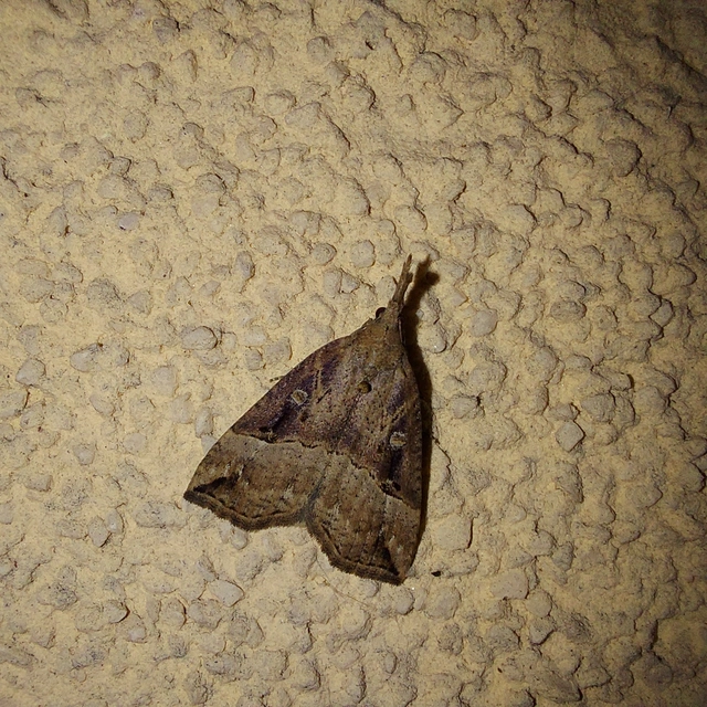 Hypena rostralis - közönséges karcsúbagoly