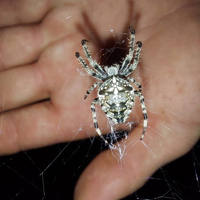 Araneus diadematus - koronás keresztespók