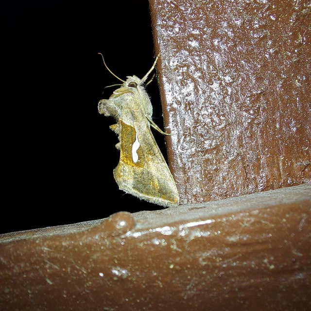 Macdunnoughia confusa - cseppfoltos ezüstbagoly