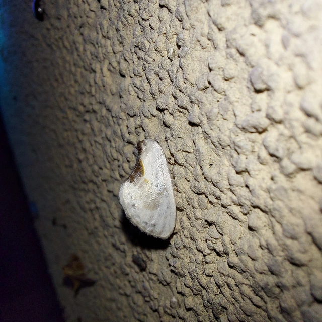 Cilix glaucata - törpe sarlósszövő