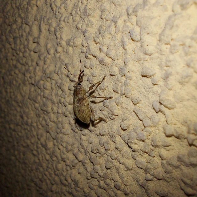 Curculio propinquus - halvány zsuzsóka