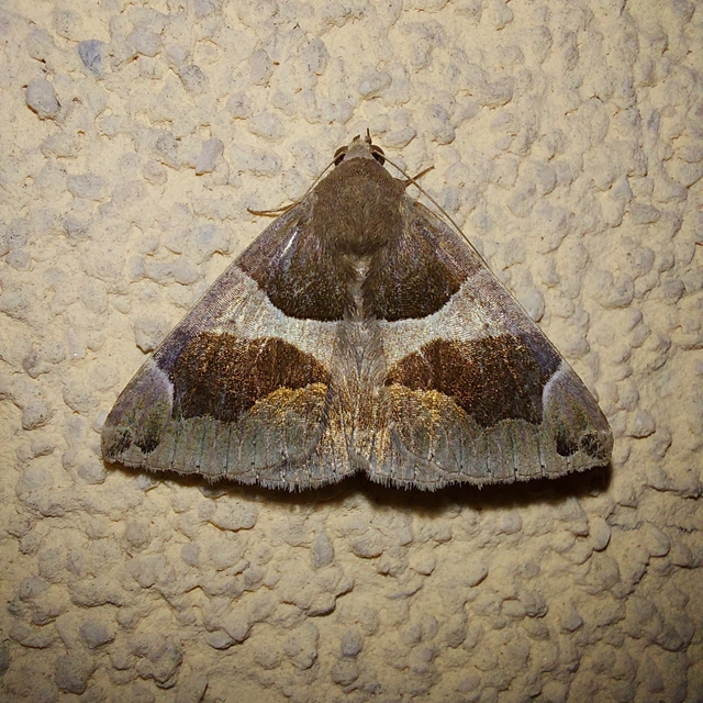 Dysgonia algira - déli porcelánbagoly