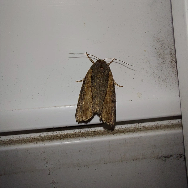 Bryophila raptricula/felina