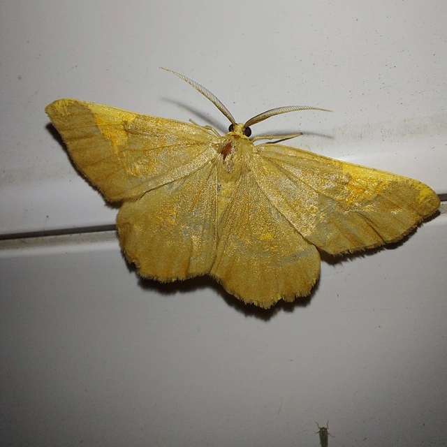 Angerona prunaria - sárga kökényaraszoló