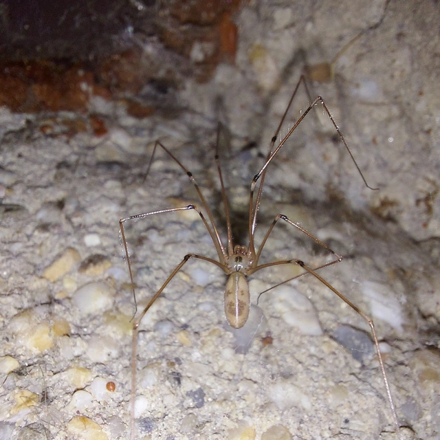 Pholcus phalangioides - nagy álkaszáspók