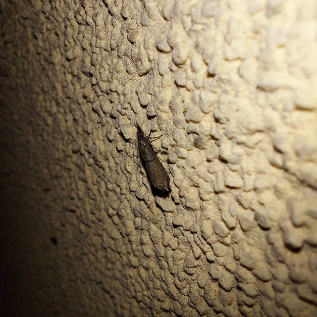 Platytes cerussella - törpe fűgyökérmoly