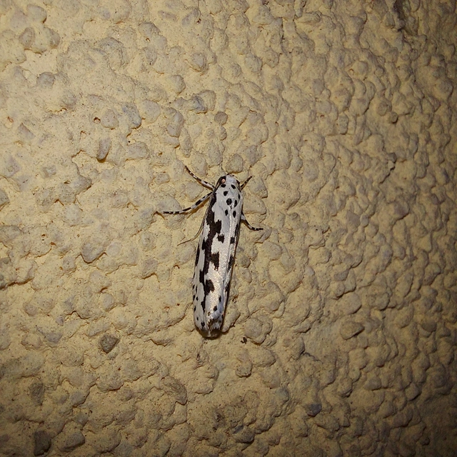 Ethmia