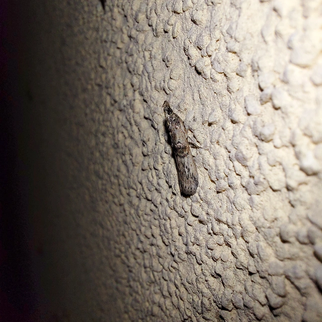 Nephopterix angustella - kecskerágó-karcsúmoly