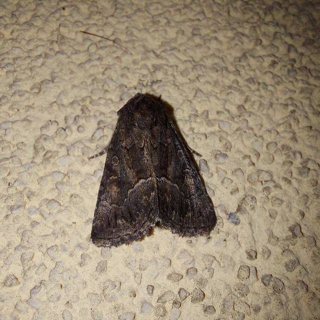 Thalpophila matura - fakó erdeibagoly