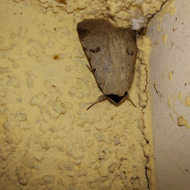 Lygephila craccae - gyakori csüdfűbagoly