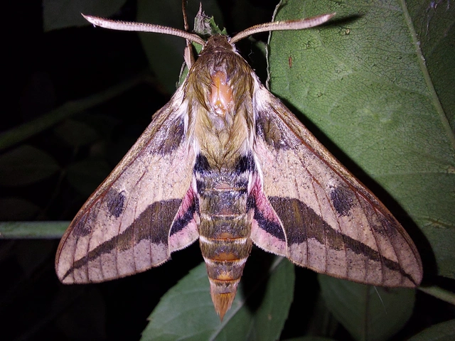 Hyles euphorbiae - kutyatejszender