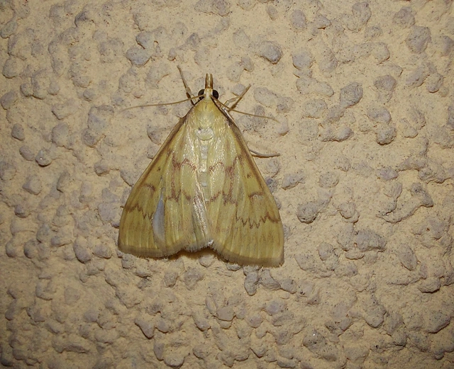 Ostrinia nubilalis - kukoricamoly