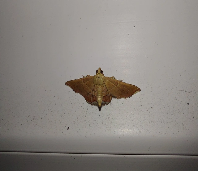 Endotricha flammealis - tüzesszárnyú fényilonca