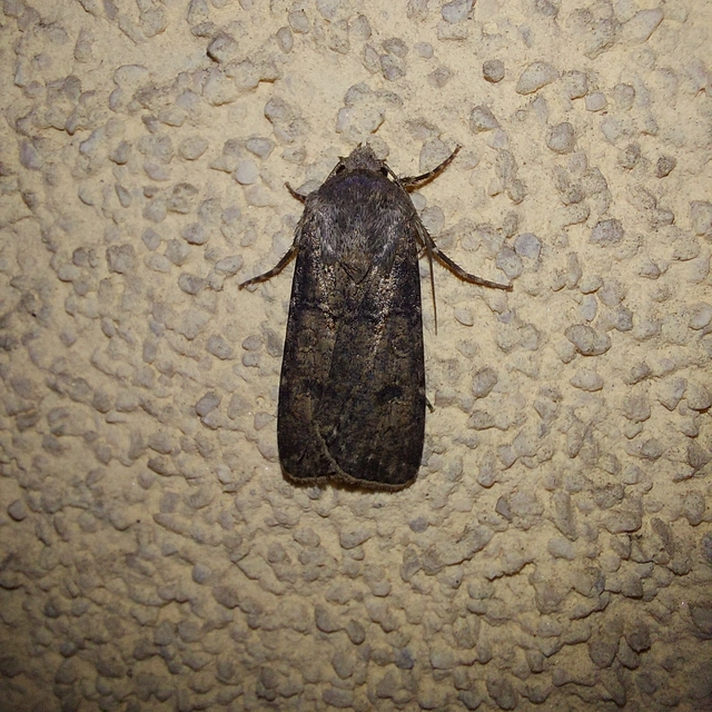 Agrotis segetum - vetési földibagoly