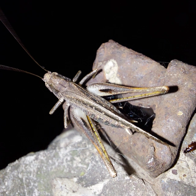 Platycleis