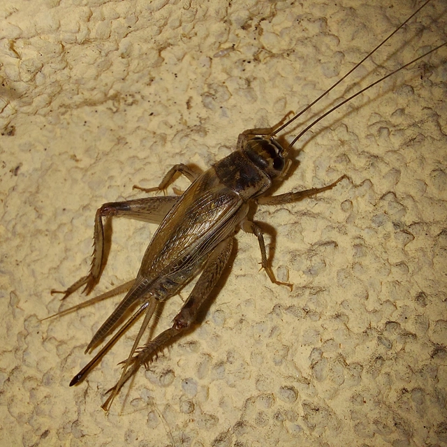 Acheta domesticus - házi tücsök