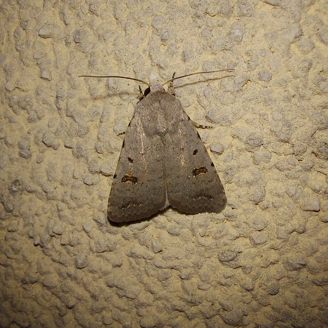 Platyperigea kadenii - kétfoltos selymesbagoly