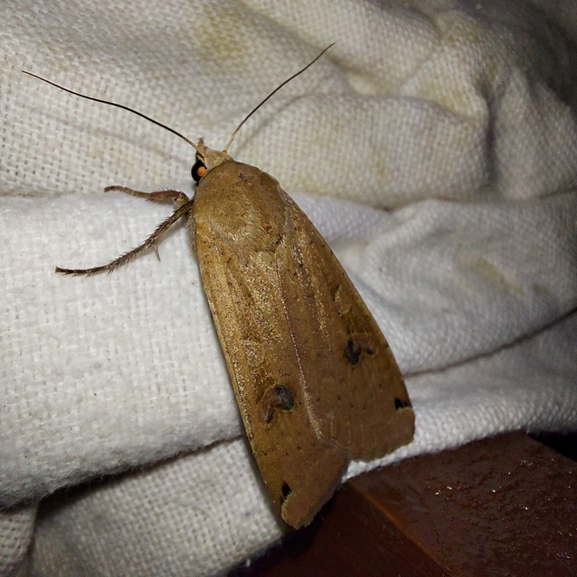 Noctua pronuba - nagy sárgafűbagoly