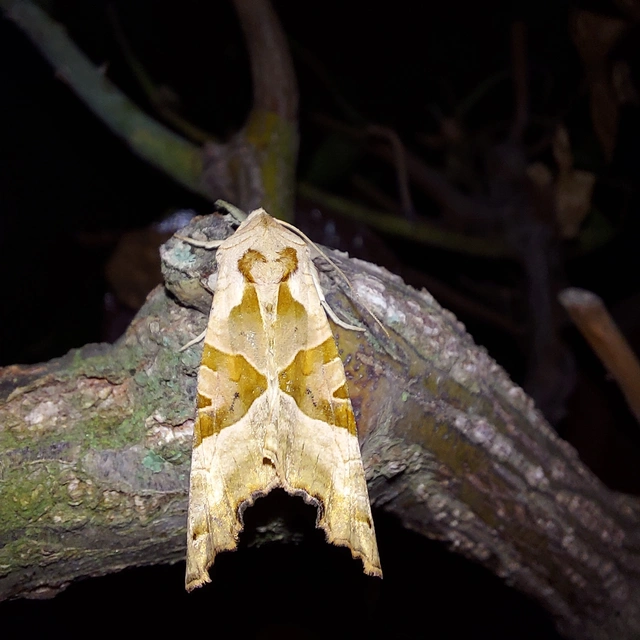 Phlogophora meticulosa - vándorló csipkésbagoly