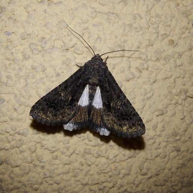 Anophia leucomelas - déli folyófűbagoly