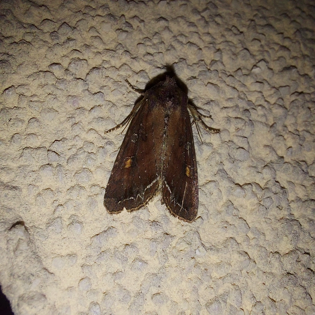 Lacanobia oleracea - saláta-kertibagoly