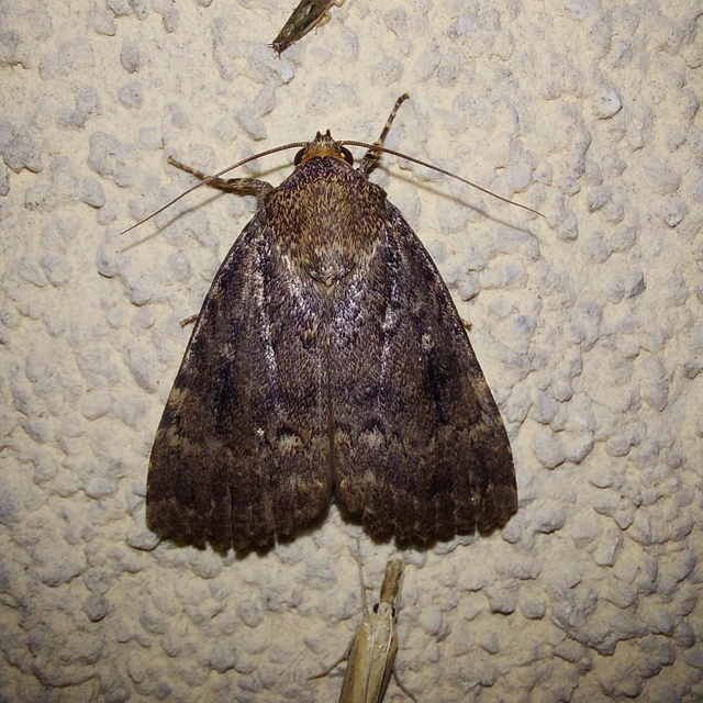 Amphipyra berbera/pyramidea