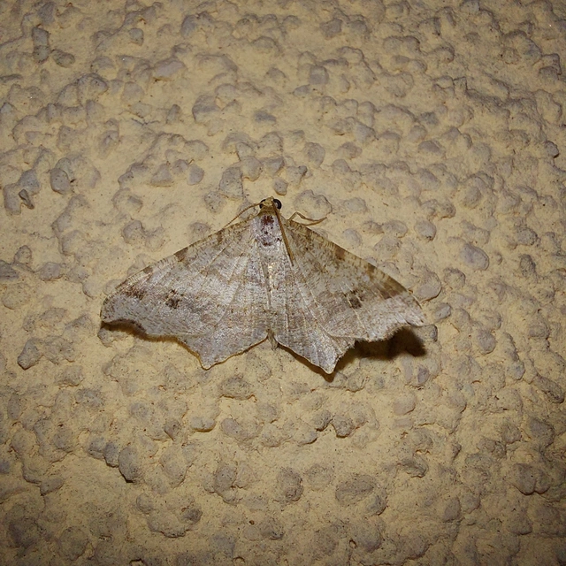 Macaria alternata - közönséges szürkearaszoló