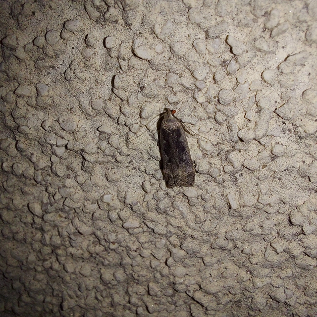 Anacampsis blattariella/populella