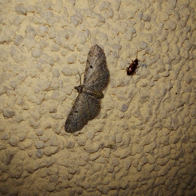 Eupithecia tenuiata - sötétszegélyű törpearaszoló