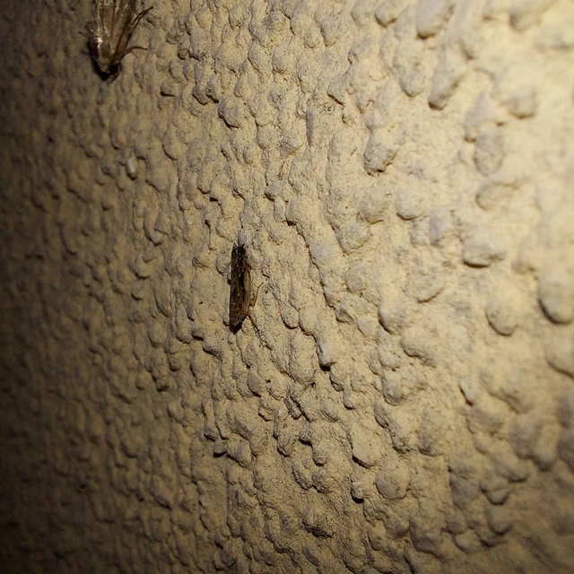 Scaphoideus titanus