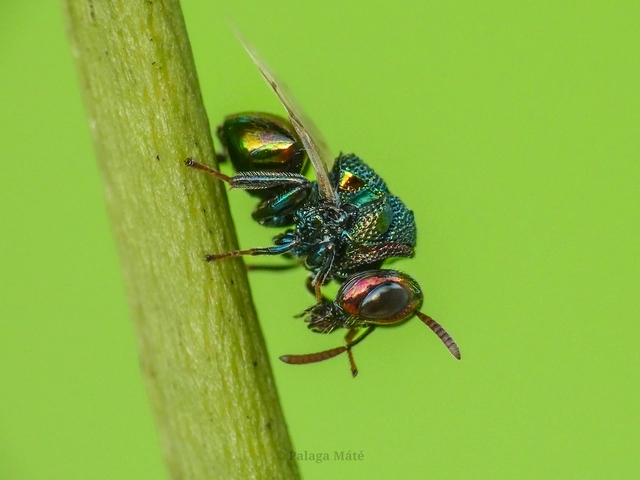Perilampus auratus