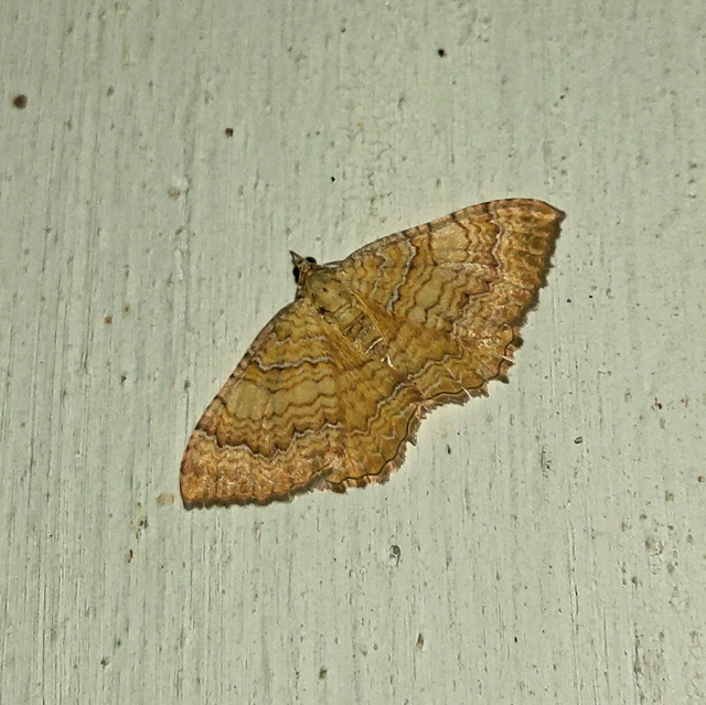 Camptogramma bilineata - kétvonalas sávosaraszoló