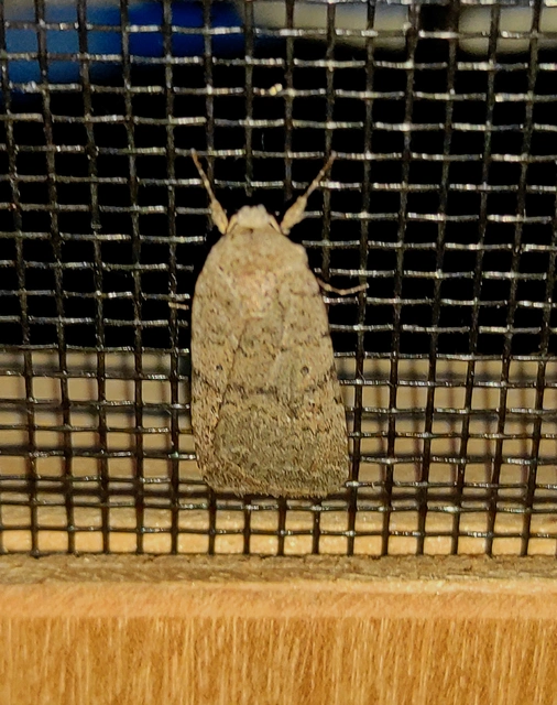Paradrina clavipalpis - közönséges selymesbagoly