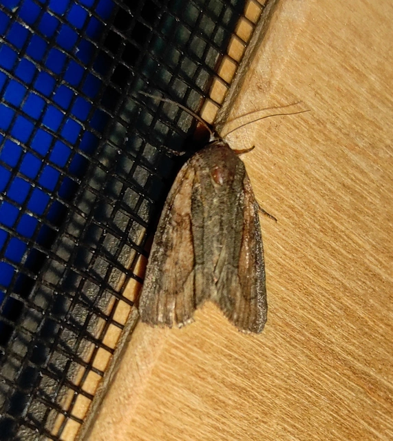 Bryophila raptricula/felina