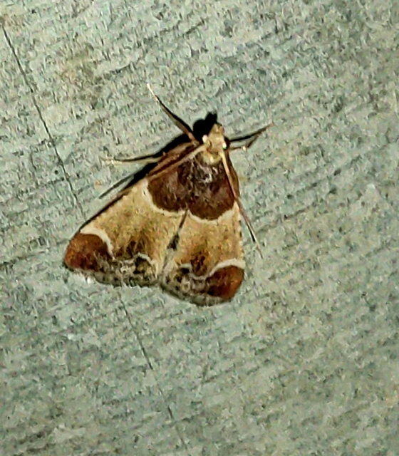 Pyralis farinalis - lisztilonca