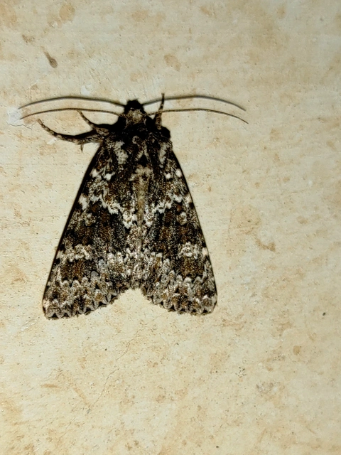 Polymixis polymita - kankalin-tarkabagoly